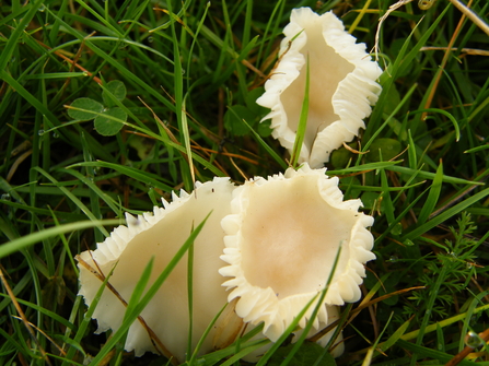 Snowy Waxcap (Cuphophyllus virgineus) by Viv Geen