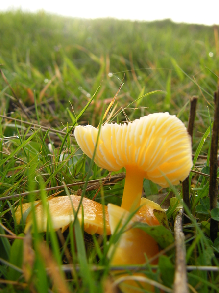 Golden waxcap by Viv Geen