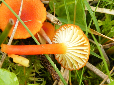 Vermillion waxcap by Viv Geen