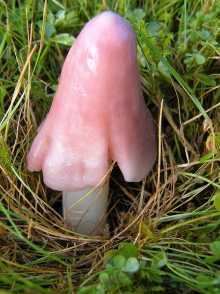 Pink or Ballerina Waxcap (Porpolomopsis calyptryformis)