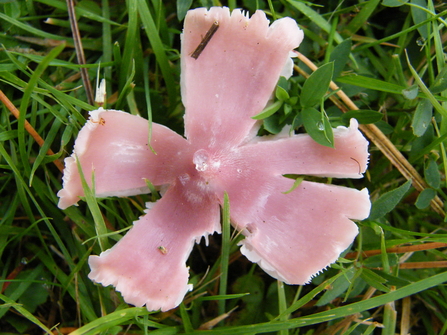 Open Pink or Ballerina Waxcap (Porpolomopsis calyptryformis) by Viv Geen