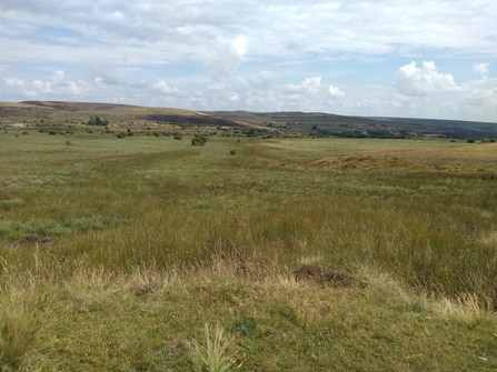 Waunafon bog by Natalie Waller