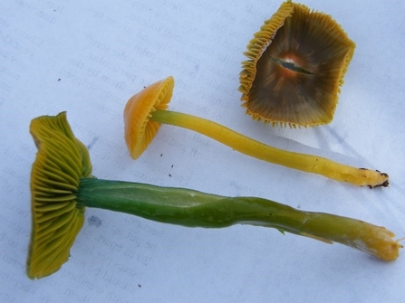 Parrot Waxcap (Gliophorus psittacinus)  by Viv Geen