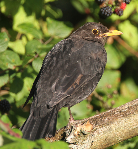 Moulting blackbird