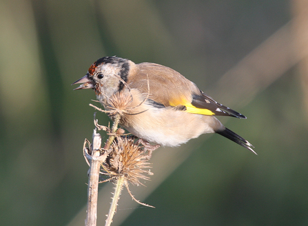 Moulting goldfinch
