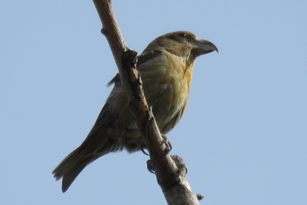 Common crossbill