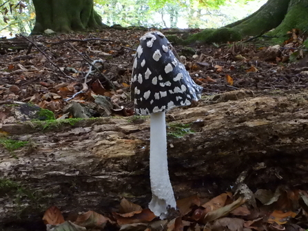 Magic Inkcap by Neville Davies