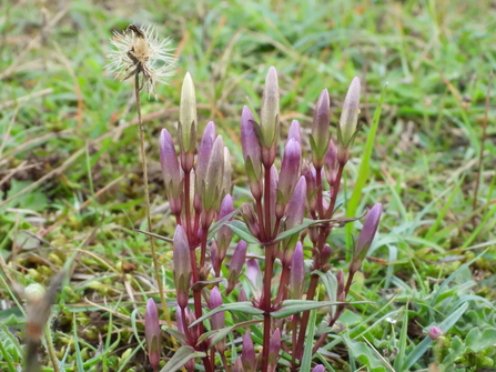 Autumn gentian