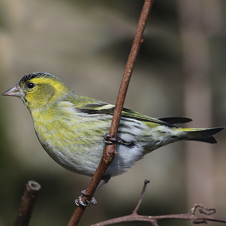 Siskin (Andy Karran)