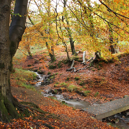 Silent Valley beech trees