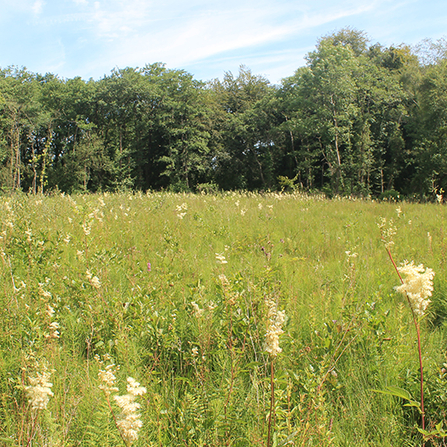 henllys bog mire