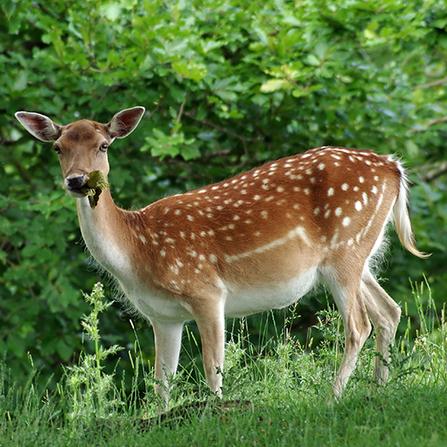 fallow deer