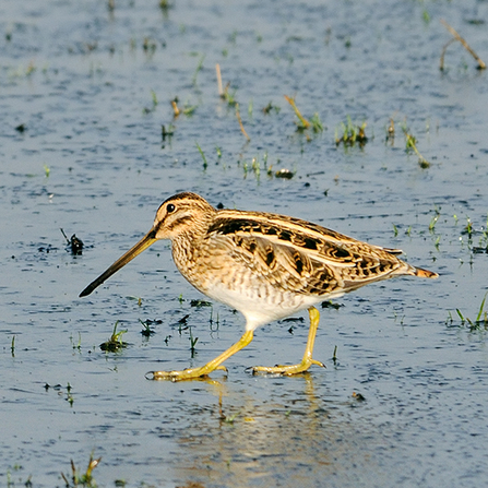 Common Snipe