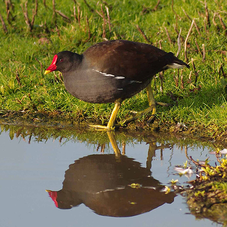 Moorhen Gillian Day