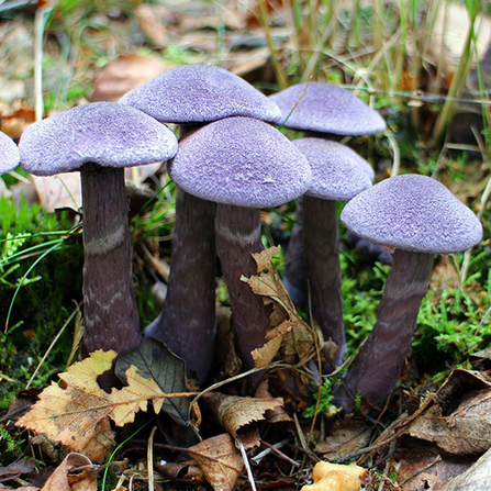 Amethyst Deceiver, Manfred Antranias Zimmer