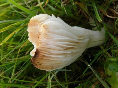 Cuphophyllus russocoriaceus   Cedarwood Waxcap     