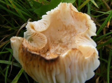 Cuphophyllus russocoriaceus  Cedarwood Waxcap  