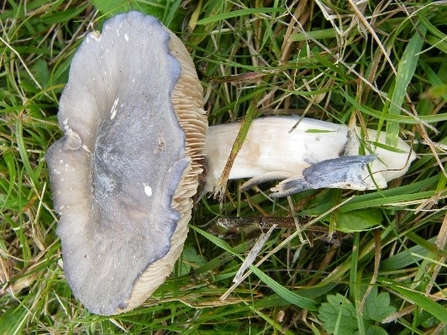 •	Entoloma madidum   Brightsky Pinkgill or Entoloma bloxamii Big Blue Pinkgill 