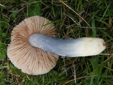 •	Entoloma madidum   Brightsky Pinkgill or Entoloma bloxamii Big Blue Pinkgill 