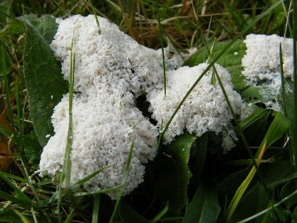 Fuligo septica  Dog Vomit Slime Mould