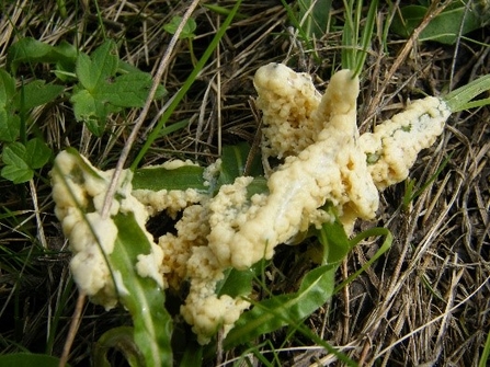 Fuligo septica   Dog Vomit Slime Mould