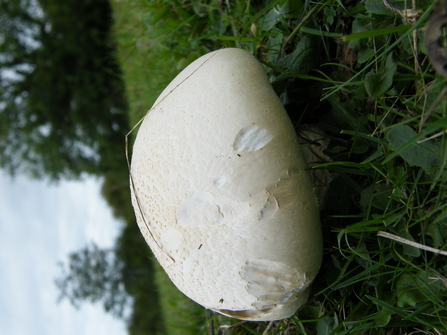 Agaricus moelleri    Inky Mushroom