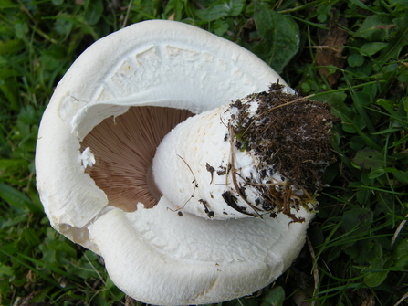 Agaricus moelleri    Inky Mushroom