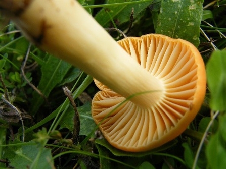 Cuphophyllus pratense    Meadow Waxcap     