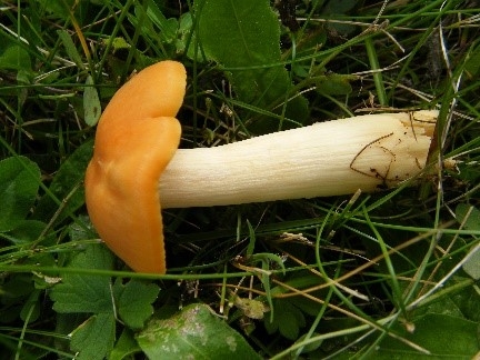 Cuphophyllus pratense  Meadow Waxcap     