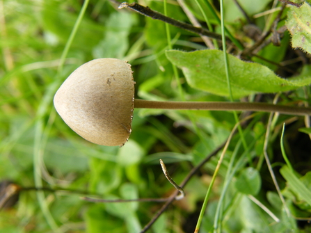 Panaeolus papilionaceus   Petticoat Mottlegill 