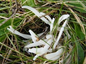 Clavaria fragilis   White Spindles      