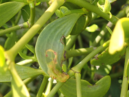 Mistletoe Marble Celypha woodiana leaf mine on Mistletoe