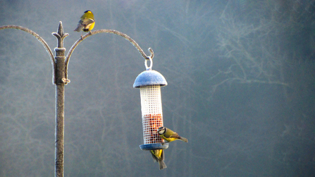 Feeding Birds