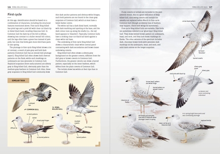 Pages from Gulls of Europe, North Africa and the Middle East.