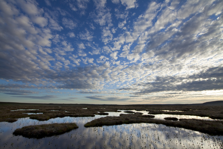 Peat bog