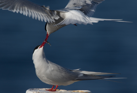 Arctic terns