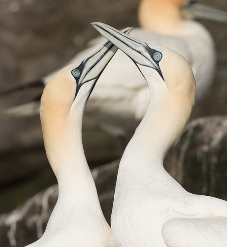 Gannets in courtship