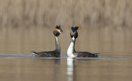 A pair of Great Crested Grebes