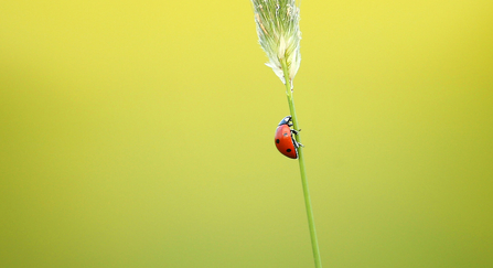 ladybird