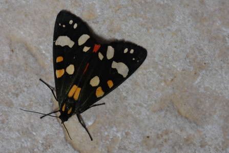 Scarlet Tiger Moth