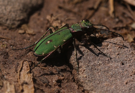 Tiger beetle