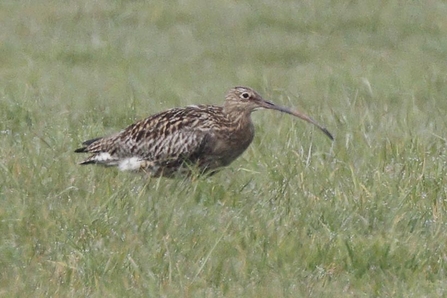 Curlew in lowland pasture photo by John Marsh