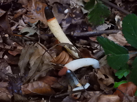 Dog stinkhorn