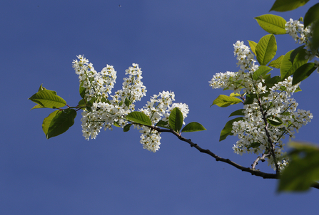 Bird cherry in blossom