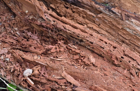 A nest of Tree Ant Lasius brunneus in hawthorn wood