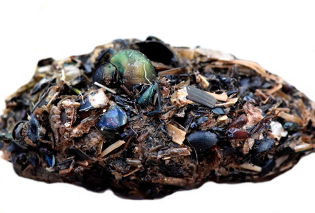 A Jackdaw pellet