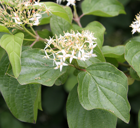 Dogwood blossom