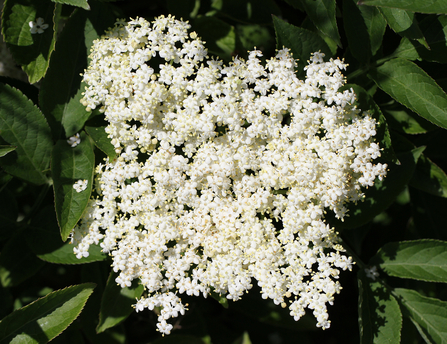 Elderflower