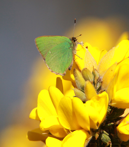 Gorse with Green Hairstreak butterfly