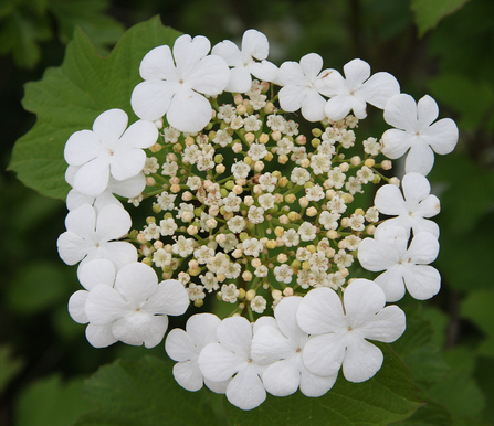 Guelder rose blossom